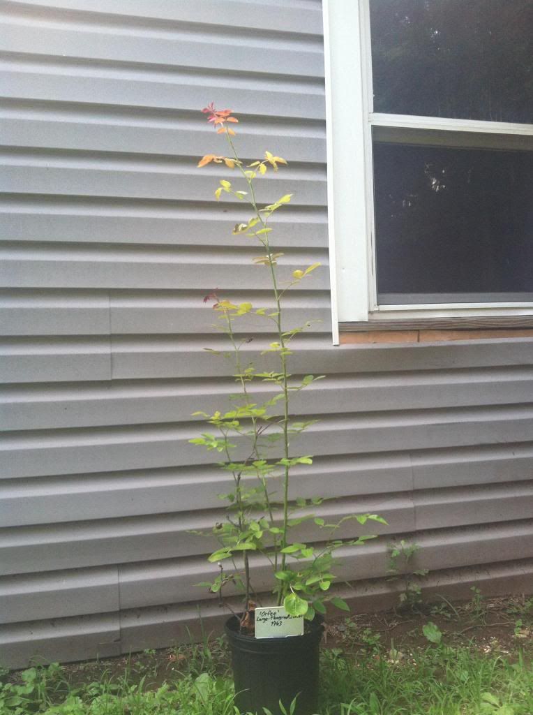  photo IMG_0320_zps52d35e8d.jpg